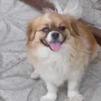 گمشده