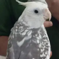 عروس هلندی جفت نر سخنگو