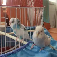 مرغ عشق اسپانگل مولد به شرط