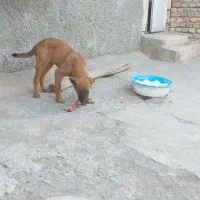 توله سگ|سگ|کرمانشاه, |دیوار