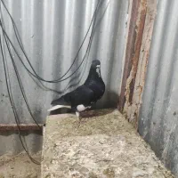 کفتر|حیوانات|مشهد, نیزه|دیوار