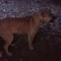 سگ ماده|سگ|سارال, |دیوار