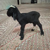 دو راس  بره شیری نرو ماده بختیاری