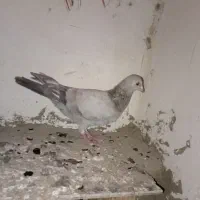 کبوتر سار