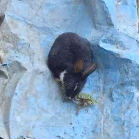 توله خرگوش|موش و خرگوش|لاران, |دیوار