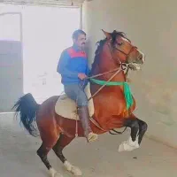 اسب کره مادیون سردم گیر|اسب و تجهیزات اسب‌سواری|رزن, |دیوار