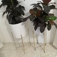 گل و‌کلدان