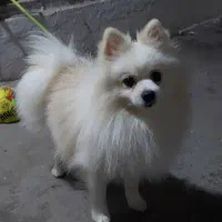 سگ پامرانین