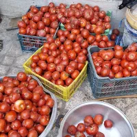 نیروی کار کشاورزی خانم برداشت محصول
