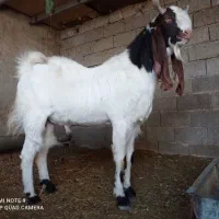 پازن اصل افغانی جوان