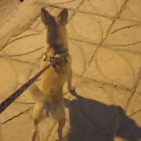 سگ شیواوا|سگ|اسلام‌‌آباد غرب, |دیوار