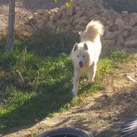 واگذاری سگ هاسکی ۷میلیون تومان