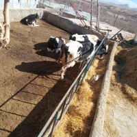 گاووتلیسه|حیوانات مزرعه|شیروان (خراسان), |دیوار