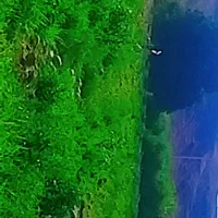 فروش ۵ هکتار