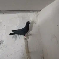 نر کلاغ گوهک