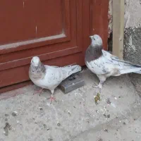 کبوتر ۳جفت کفتر رنگی|پرنده|قمرود, |دیوار