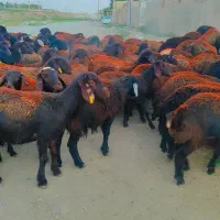 120 راس بره ماده افشار و غزل افشار فروشی ...میش|حیوانات مزرعه|مشهد, طرق|دیوار