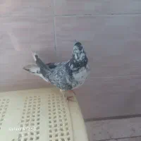 کبوتر فروشی|پرنده|پاکدشت, پاکدشت (مامازند)|دیوار