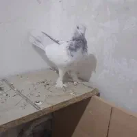 کفتر نر کلدم بور. تیر ماهی|پرنده|قم, آزادگان|دیوار
