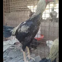 خروس لاری اصل قلم سبز فروشی