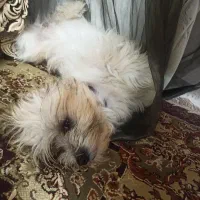 دختر تقریبا ۳ ساله