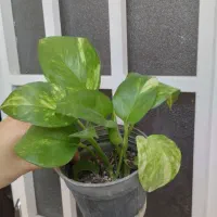 گل پتوس ۲۰ تومنی|گل و گیاه طبیعی|قم, در بهشت|دیوار