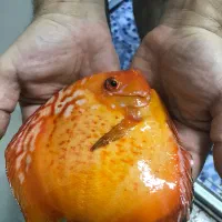 فروش نه عدد ماهی دیسکس مولد|ماهی|زاوه, |دیوار