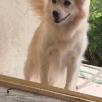 سگ خانگی ماده توله داده