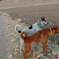 سگ گله ای|سگ|زرنه, |دیوار