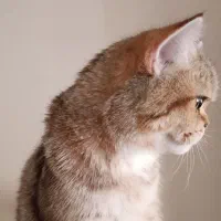 گربه نر بریتیش گلد|گربه|کرج, عظیمیه|دیوار