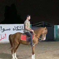 اسب برای فروش