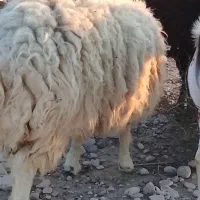 غوچ سفید این آگهی در احمدی است