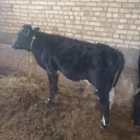 گوساله نرفروشی