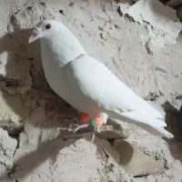 سلام به همه عشقبازان حیوانا بشرط زدخوردی