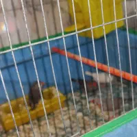 فروشی دو جفت - جفتی 250|پرنده|اردکان, |دیوار