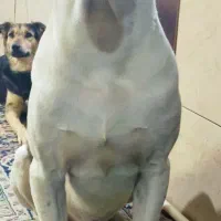 مهربون و تک شناس