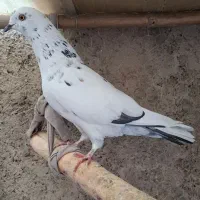 کفتر نر و ماده