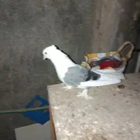 دوکت سبز بوشهری|پرنده|خورموج, |دیوار