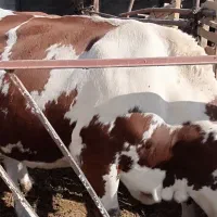 استخدام کارگر دائمی با جای خواب