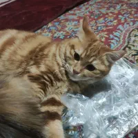 گم شدن دو تا گربه|گربه|کرمان, |دیوار