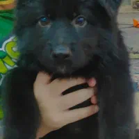 توله ژرمن بلک