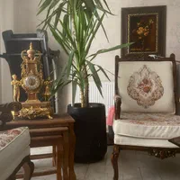 گل طبیعی|گل و گیاه طبیعی|تهران, تهرانپارس غربی|دیوار