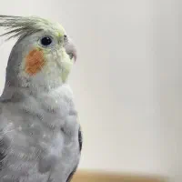 عروس هلند ماده فول دستی