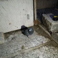 کبوتر کفتر تهرانی