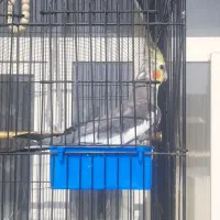 عروس هلندی|پرنده|مراغه, |دیوار