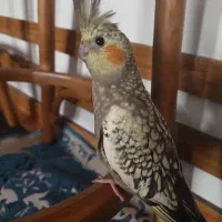 جوجه عروس هلندی