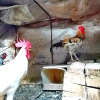 سه عدد خروس سالم و سرحال و جوان