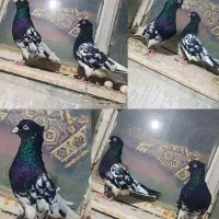 کبوتر رنگه کله سیاه طوقی سرخ دم سفید ساده