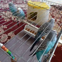 پنج عدد مرغ عشق سالم با قفس|پرنده|اسلامشهر, شهرک واوان|دیوار