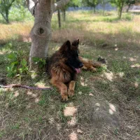 ژرمن شپرد|سگ|کیاشهر, |دیوار